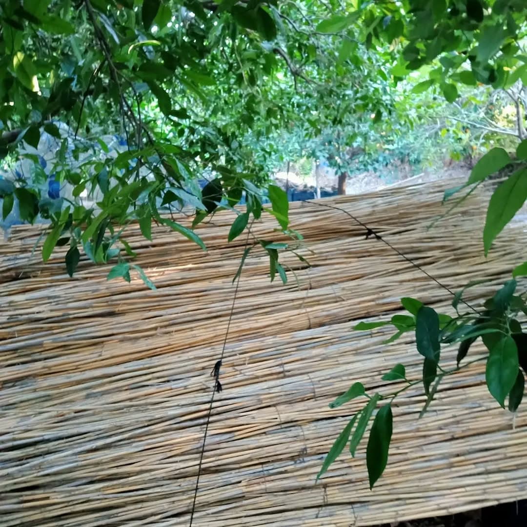 Natural cane resting beneath trees